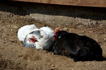 Sundheimer Henne und Sachsenhuhn Henne beim Sandbaden (4)