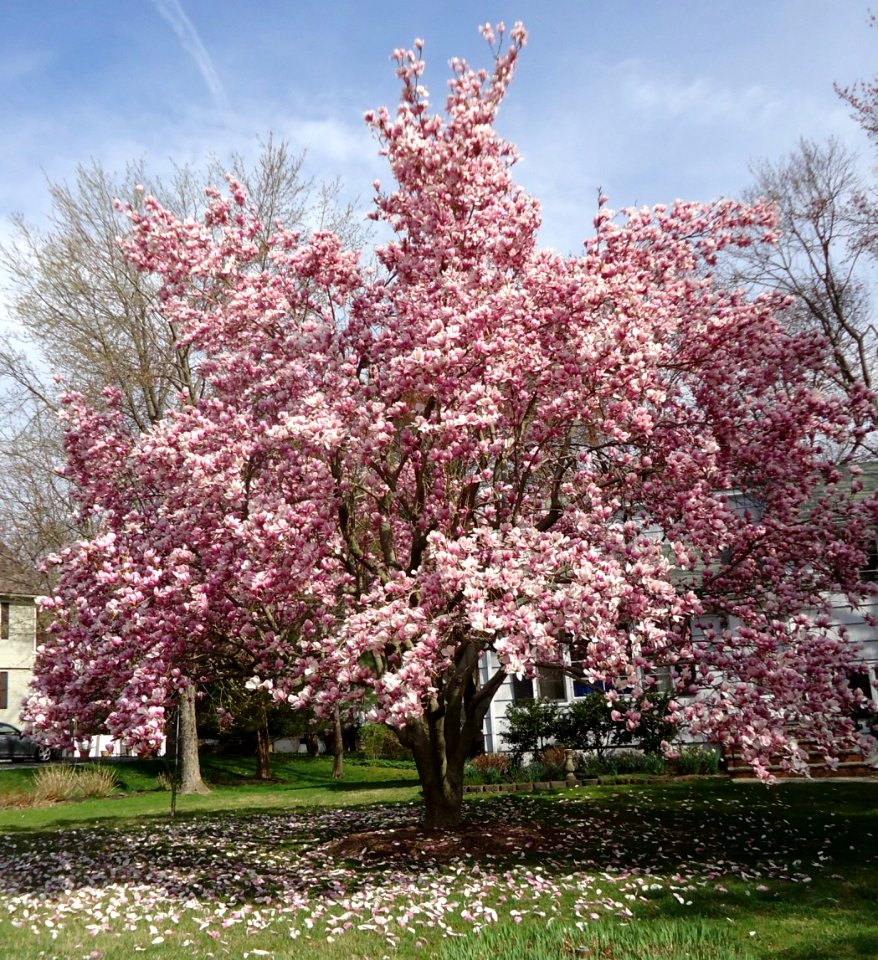 Summit NJ tree flowering 1