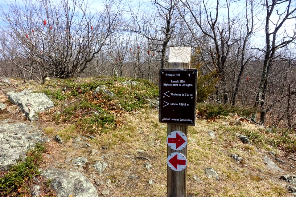 Summit marker - Whipple Hill - Lexington, MA - DSC00325