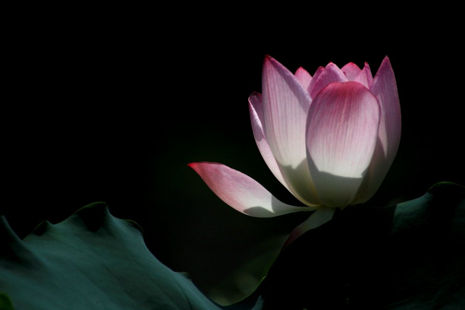 Summer Lotus (159207621)
