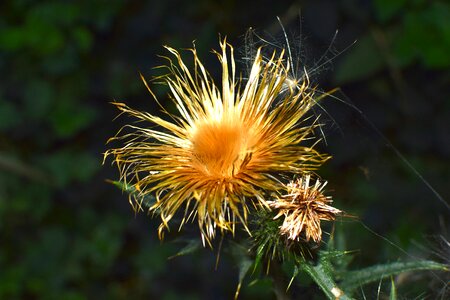 Nature prickly faded photo