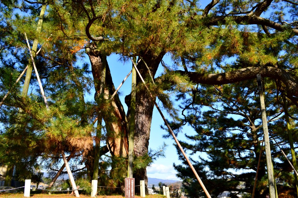 Sumoutoriyama Kofun, kuromatsu