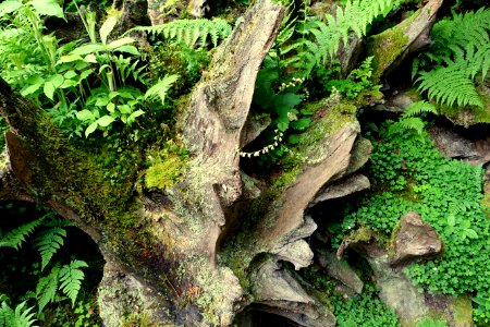 Stumpery - Biddulph Grange Garden - Staffordshire, England - DSC09329