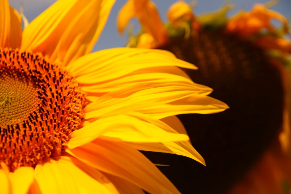 Sunflower yellow close up