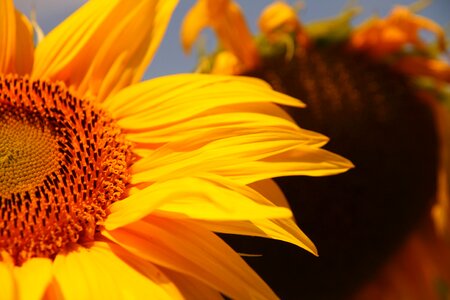 Sunflower yellow close up photo