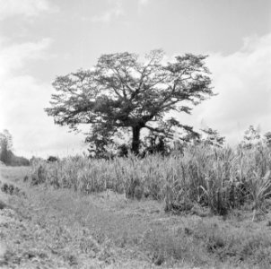 Suikerriet in Suriname, Bestanddeelnr 252-2608