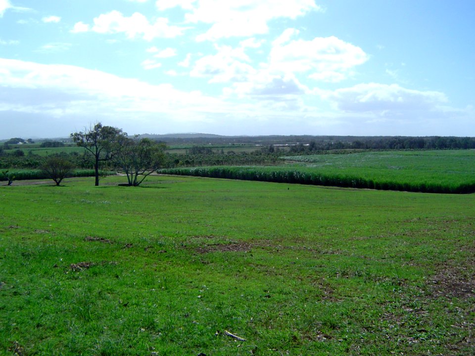 Sugar cane fields Steiglitz