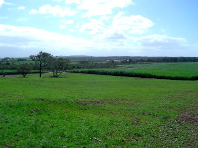 Sugar cane fields Steiglitz photo