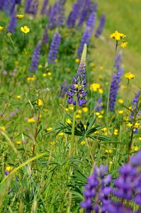 Lupine vermont purple flowers