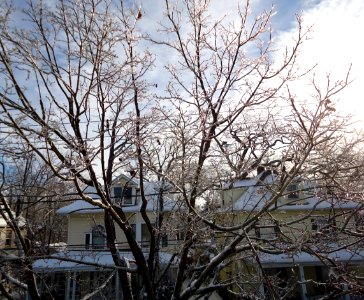 Summit New Jersey houses and trees after snowfall in morning