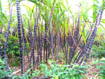 Sugar cane in Hainan - 01 photo