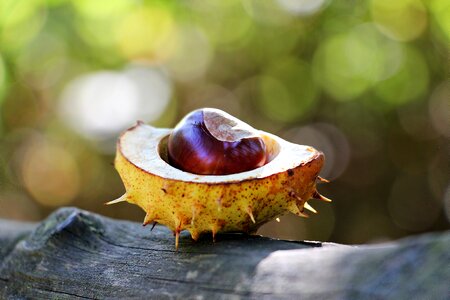 Open open chestnut shell