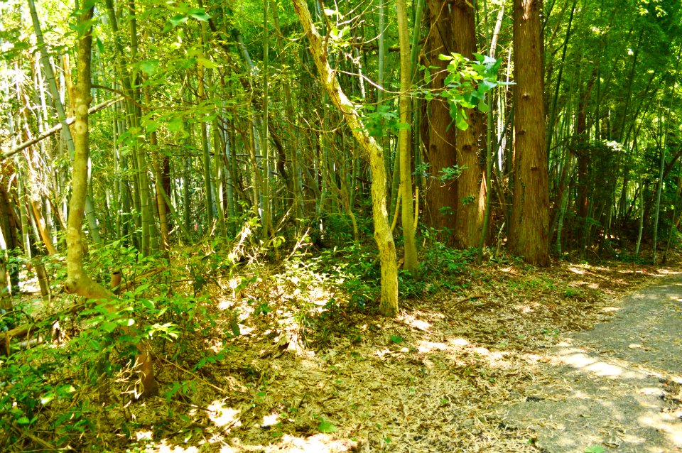 Sugitani Kofun Group-1, funkyu
