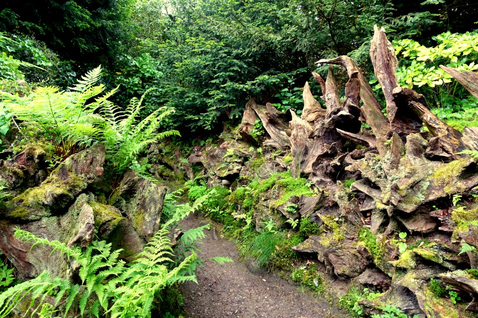 Stumpery - Biddulph Grange Garden - Staffordshire, England - DSC09336