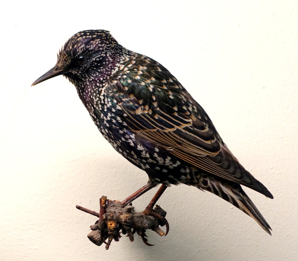 Sturnus vulgaris - Museum fur Naturkunde, Berlin - DSC00177