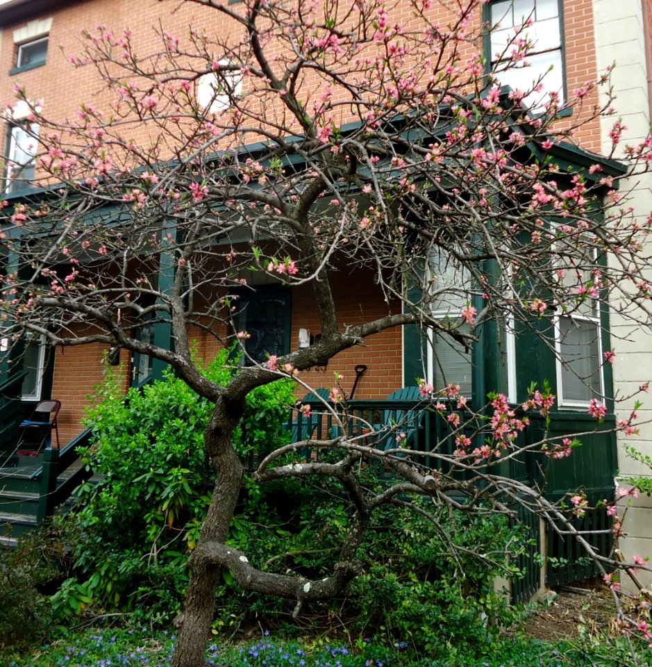 Summit NJ tree flowering 3 Peach tree