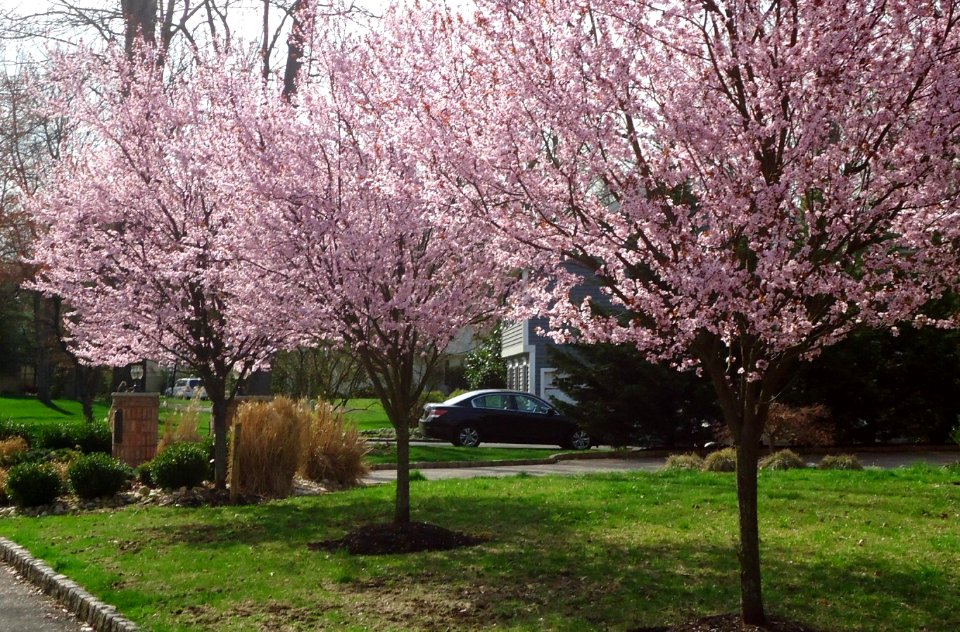 Summit NJ tree flowering 2