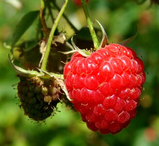 Berries edible food photo