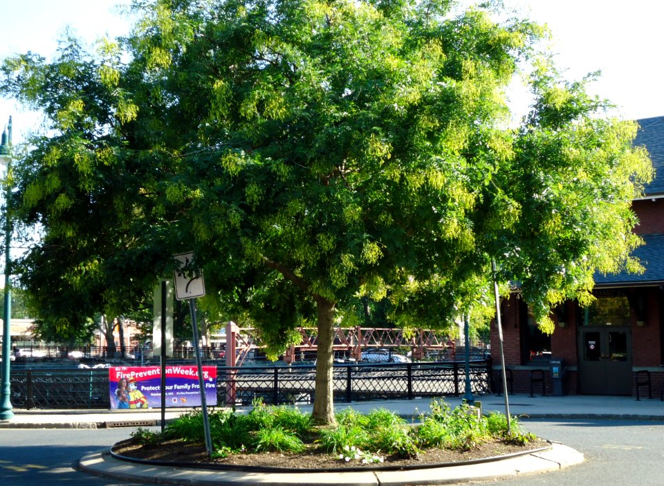 Summit NJ Traffic Circle Tree Train Station