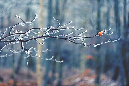 Sheet frost forest