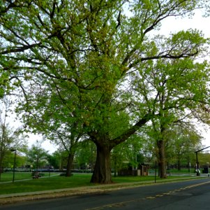 Summit NJ tree and public park near train station photo