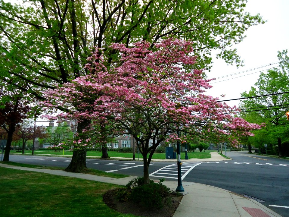 Summit Middle School in Summit NJ