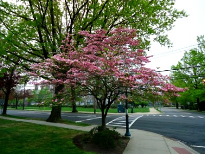Summit Middle School in Summit NJ