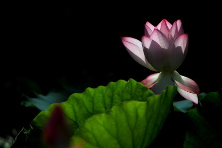 Summer Lotus (159207619) photo