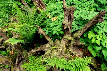 Stumpery - Biddulph Grange Garden - Staffordshire, England - DSC09333