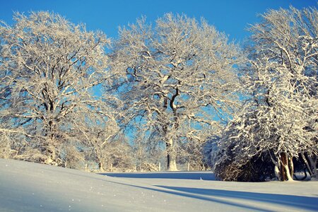 Snowy trees winter magic photo