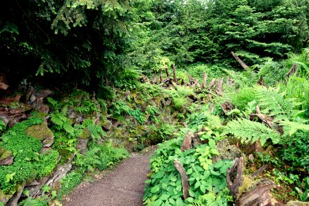 Stumpery - Biddulph Grange Garden - Staffordshire, England - DSC09327