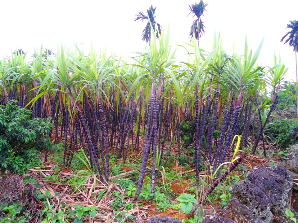 Sugar cane in Hainan - 03