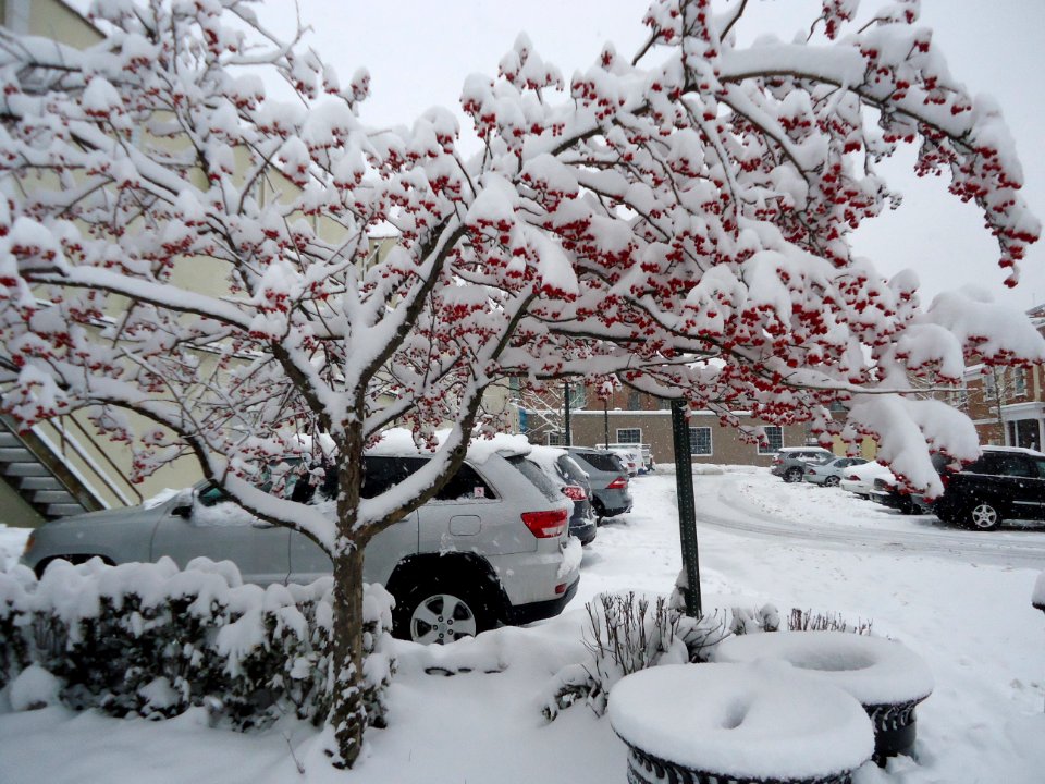 Summit New Jersey tree with snow and parking lot