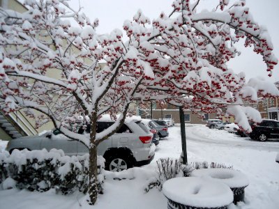 Summit New Jersey tree with snow and parking lot