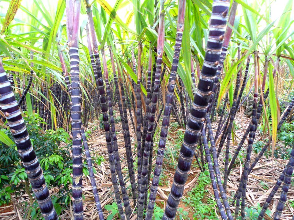 Sugar cane in Hainan - 02