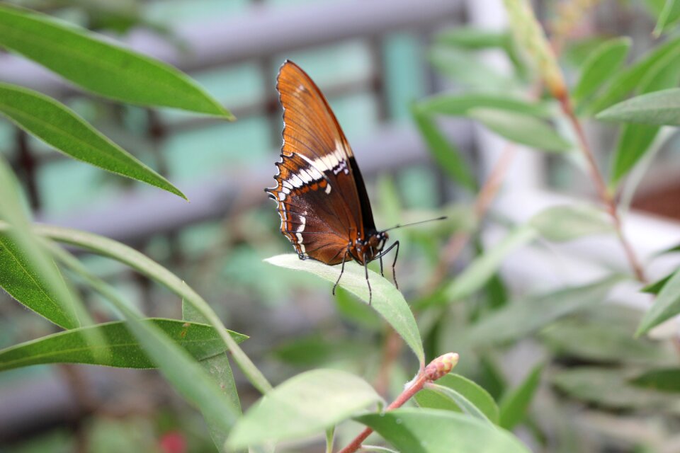 Botanical garden close up wing