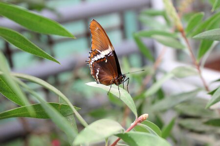 Botanical garden close up wing photo