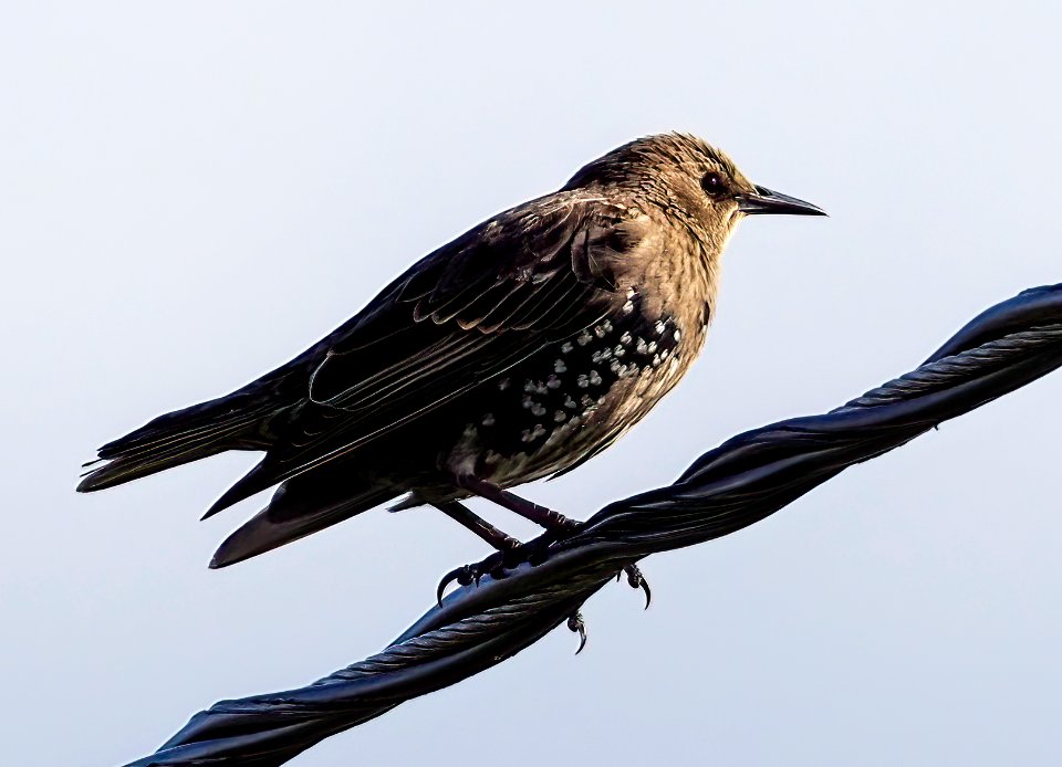 Sturnus vulgaris juv. Oulu Finland 2020-08-04