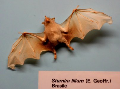 Sturnia lilium - Museo Civico di Storia Naturale Giacomo Doria - Genoa, Italy - DSC02552