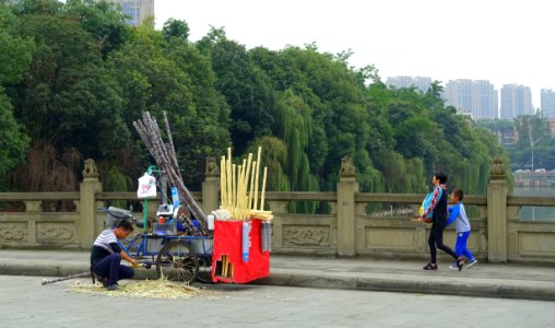 Sugarcane on the bridge over Jinjiang River - Hebin Road to Wangjiang Road - Chengdu, China - DSC05687