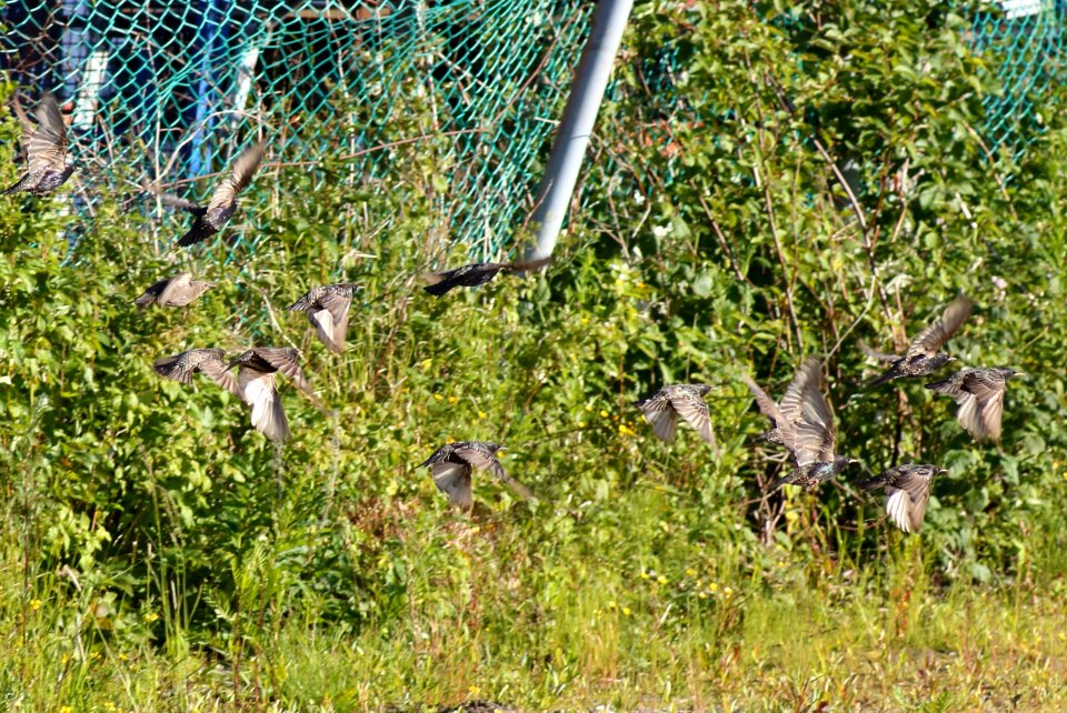 Sturnus vulgaris Oulu 20190701