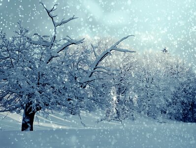 Snowy snowfall trees photo