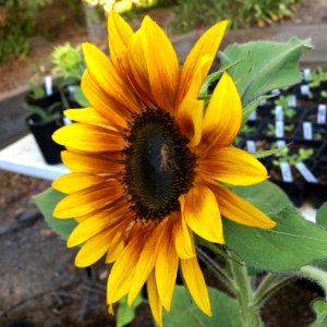 Sunflowers public domain helianthus annuus IMG 0813