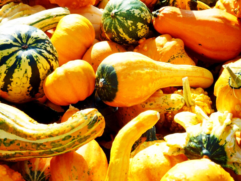 Delicious october ornamental pumpkins