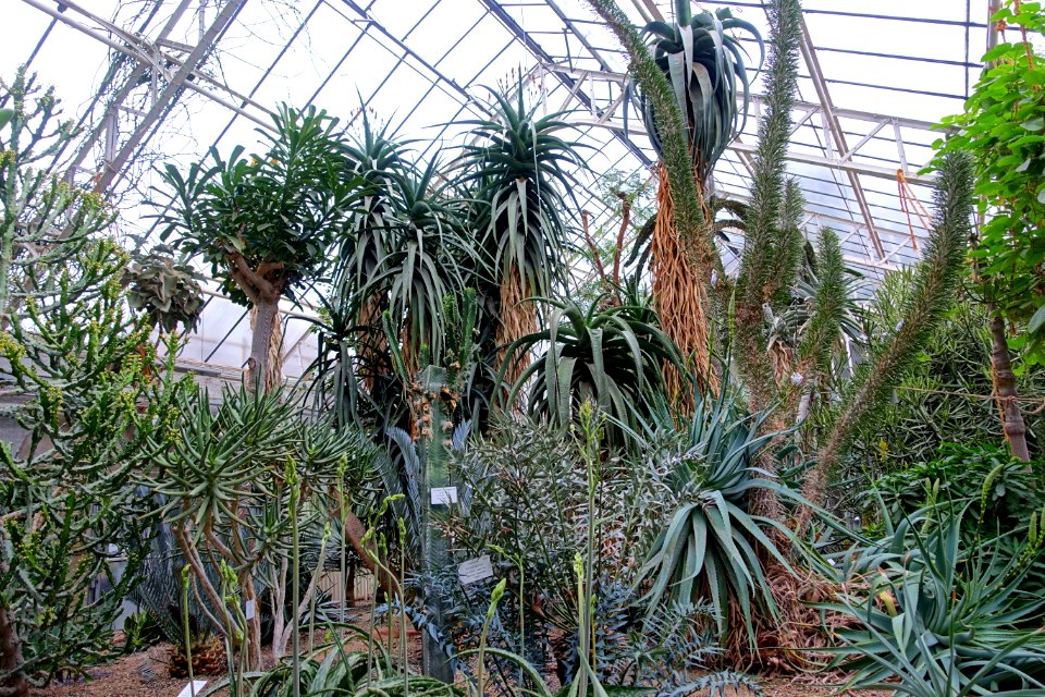 Succulent greenhouse - Botanischer Garten - Heidelberg, Germany - DSC01392