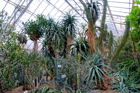 Succulent greenhouse - Botanischer Garten - Heidelberg, Germany - DSC01392