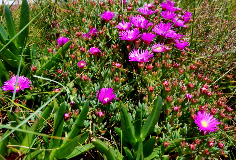 Succulentes fleurs mauves