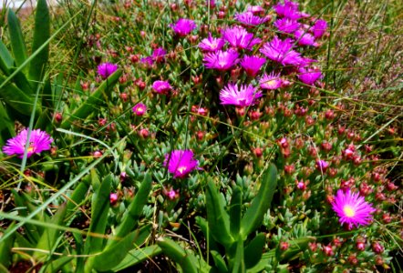 Succulentes fleurs mauves