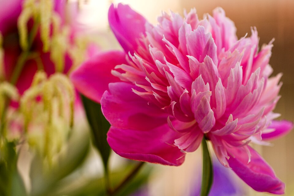 Flower dahlia Free photos