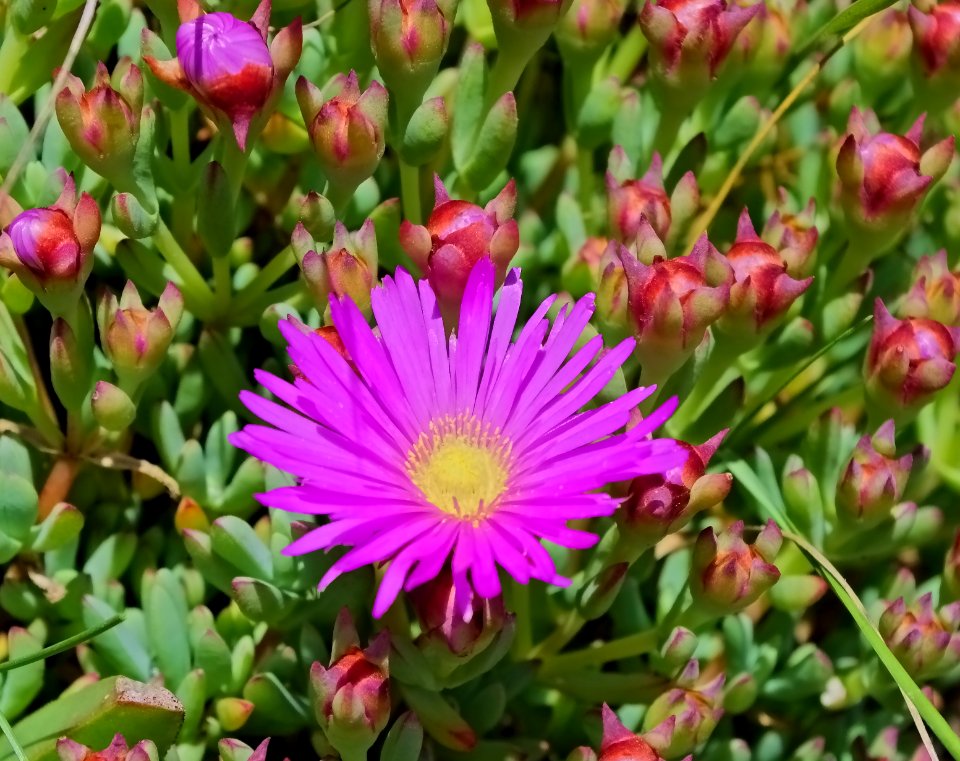 Succulents fleurs mauves gros plan